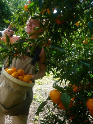 Mylène, dans une ferme de mandarines du Queensland, en Australie (photo prise par un Normand non identifié)