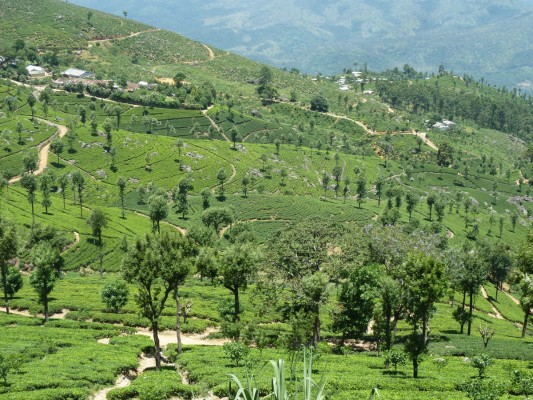 Un paysage cartepostable à Haputale.