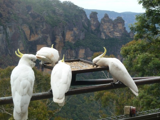 Blue Mountains, Australie