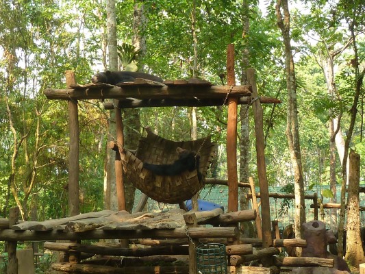 Ours, refuge pour ours de Tat Kuang Si (Laos)