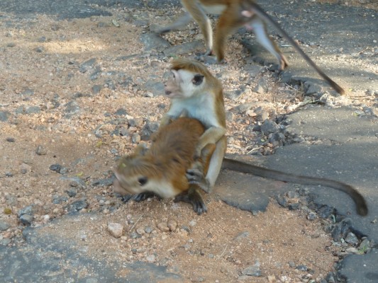 Dambulla, Sri Lanka