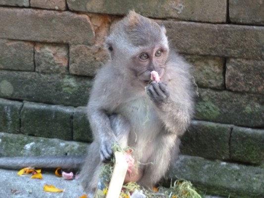 Macaque dans une rue d'Ubud
