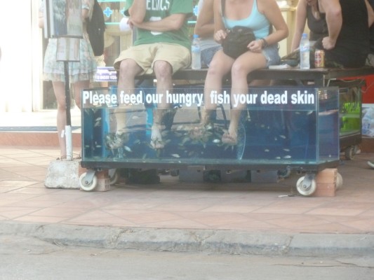 Bassin de "piscicure" à Siem Reap