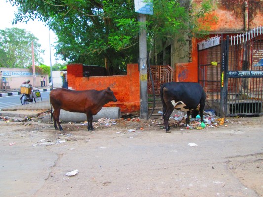 Vaches dans une rue de Jaipur