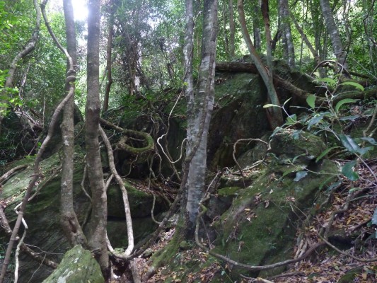 Lianes dans les Blue Mountains, en Australie