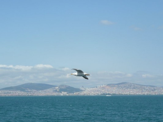 Oiseau en vol au-dessus de la mer de Marmara, en Turquie