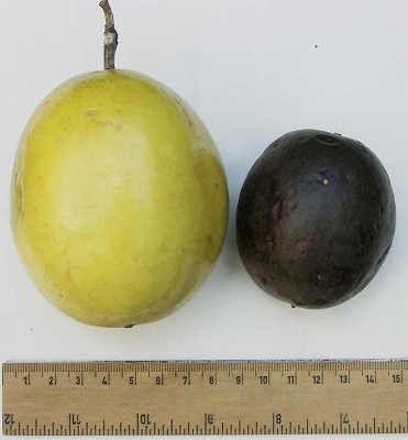 Grenadilles (crédit photo: http://commons.wikimedia.org/wiki/File:Passionfruit_comparison.jpg)