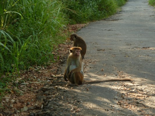 Macaque debout