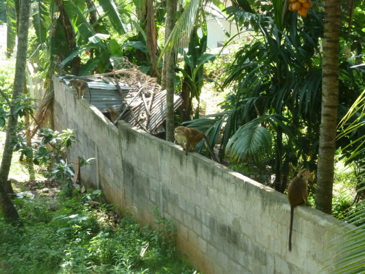 Singes près de mon auberge, à Kandy