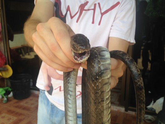 Kevin et le serpent (crédit photo: Kevin Boden)