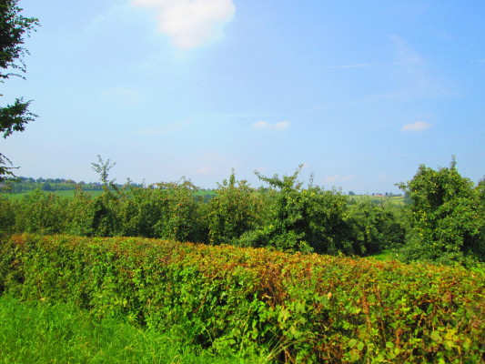 Champ dans la région de Liège (Belgique)
