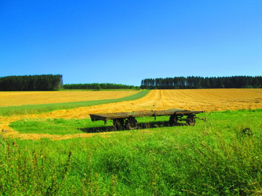 Champ dans la région de Sprimont, Belgique
