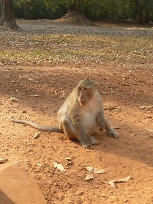 J'adore les singes, même quand ils sont obèses comme celui-ci, croqué près des temples d'Angkor.