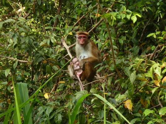 Macaques à toque, Dambulla (Sri Lanka)