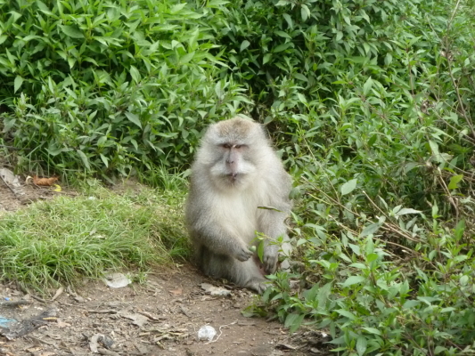 Macaque, mont Rinjani (Indonésie)