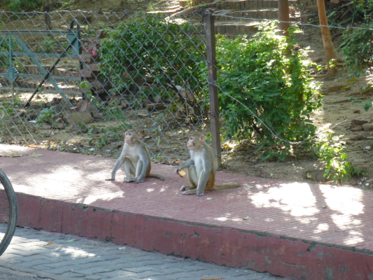 Macaques rhésus à Agra (Inde; crédit photo: René Pageau)