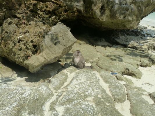 Macaque à Ao Ling (Monkey Bay, la Baie des Singes; Thaïlande)