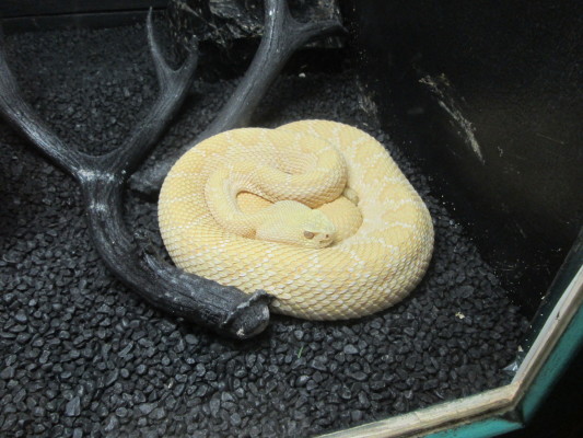 Un pensionnaire du Rattlesnake Museum,  un crotale diamantin de l'Ouest albino.