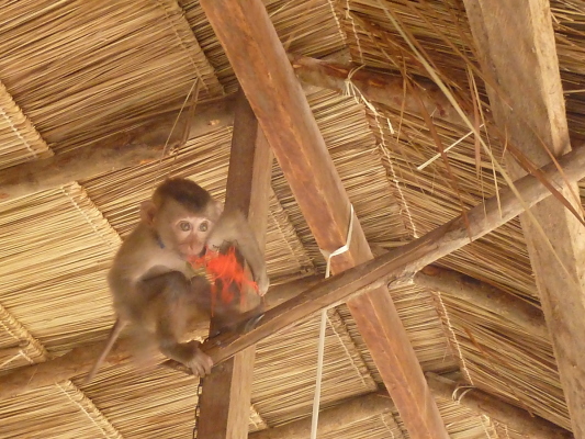 Joli petit singe dans un bar de Vang Vieng, au Laos.