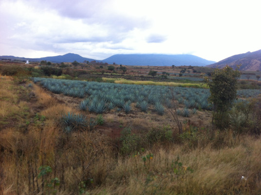 Champ d'agaves bleus.