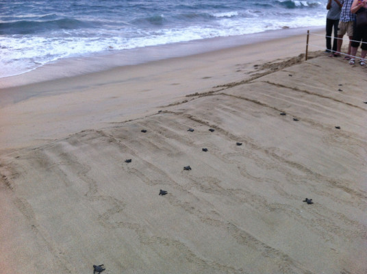 Libération de tortues sur la Playa Bacocho