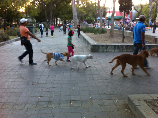 Promeneurs de chiens au Parque Juarez