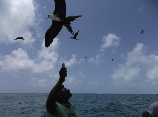 Le capitaine et les oiseaux