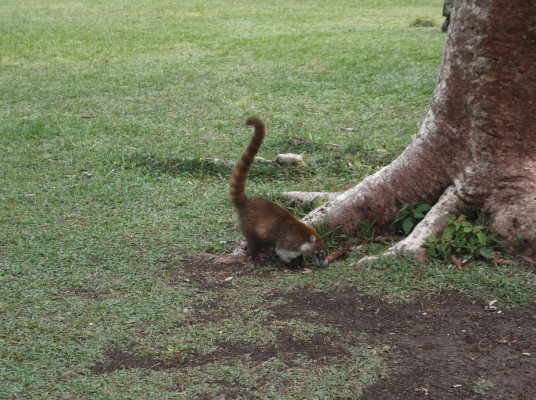 Un sexy coati