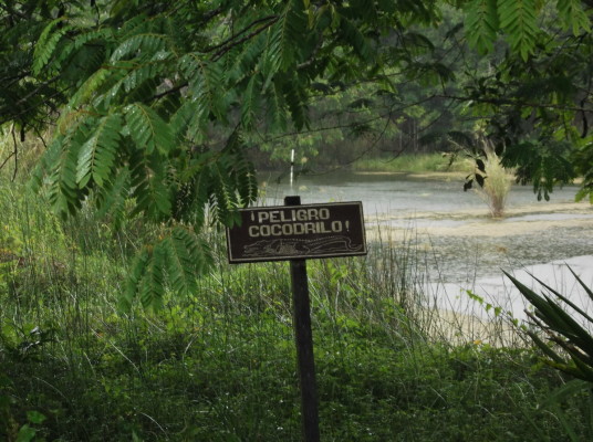 Attention aux crocodiles...