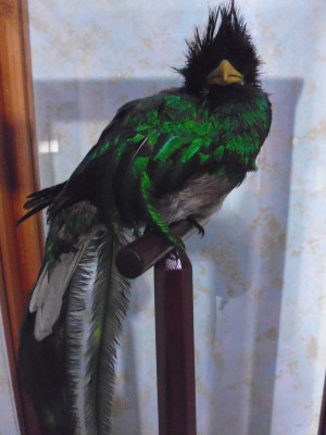 Mon premier quetzal...