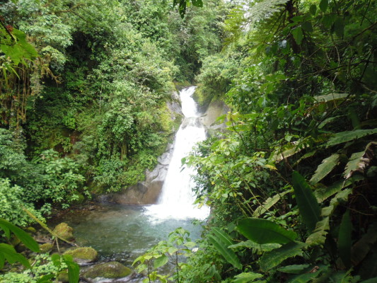 Réserve Cloudbridge, San Gerardo de Rivas