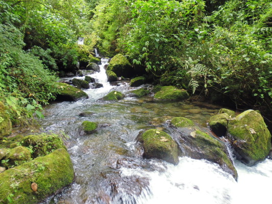 Réserve Cloudbridge, San Gerardo de Rivas