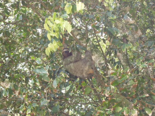 Paresseux au parc national Manuel Antonio