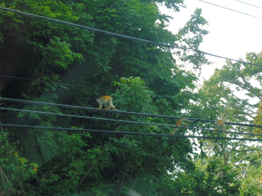 Des singes-écureuils à l'entrée du parc Manuel Antonio