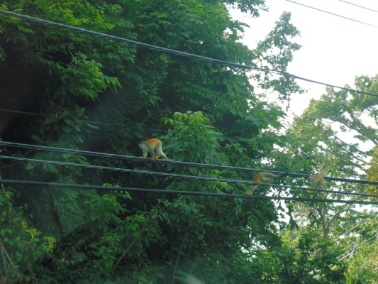 Ce bilan avait besoin d'une photo de singes.