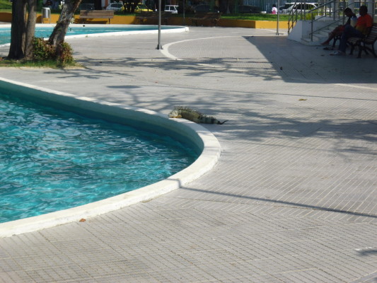 Une iguane au Parque del Centenario
