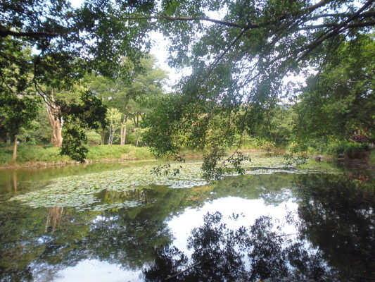 Jardin botanique de Medellin