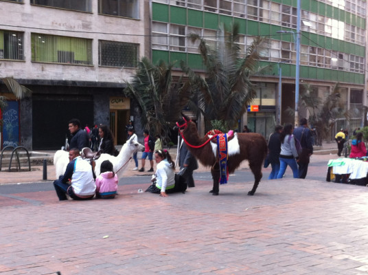 Lamas dans Bogota