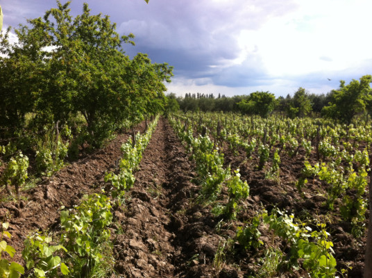Vignoble de Maipu 