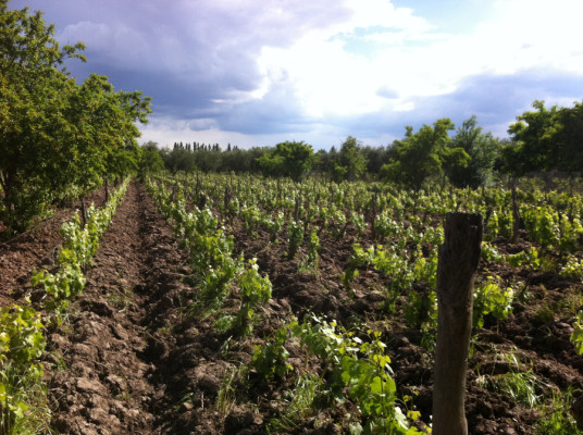Vignes à la Bodega Familia Cecchin
