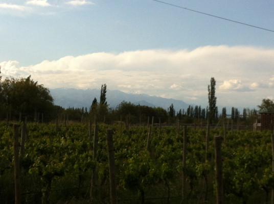 Vignes à La Anorada