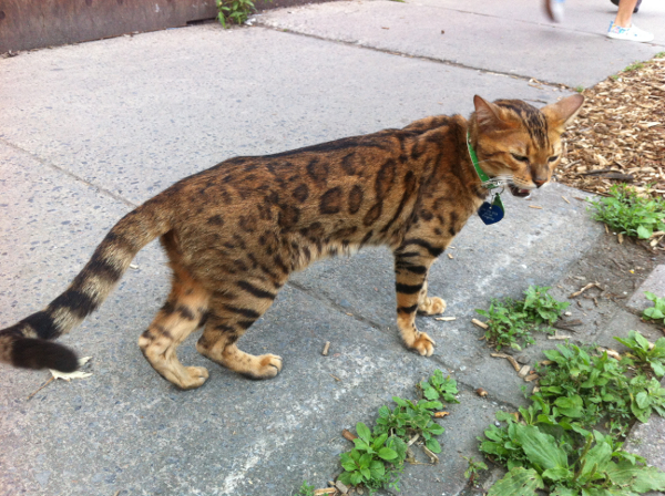 Rencontre sauvage dans les rues de Montréal