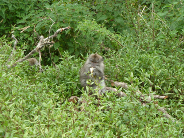 Heureux comme un singe qui mange...