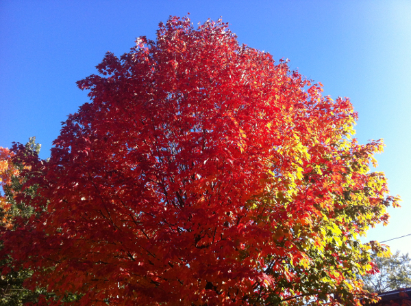 L'automne à Montréal