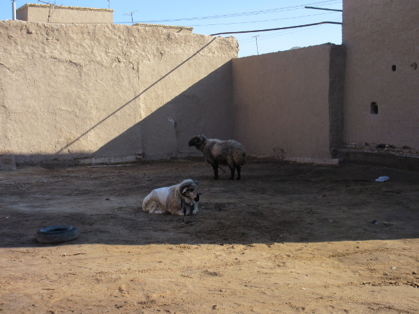 Des béliers en pleine ville, Khiva