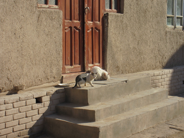 À Khiva, il y a aussi des chats