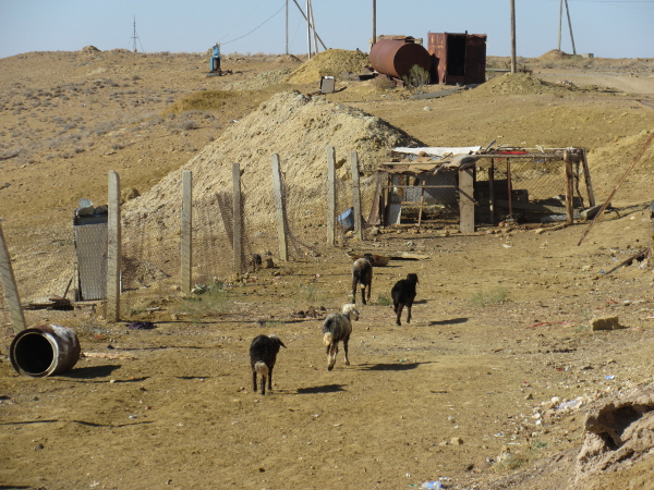 Des chèvres le long de la frontière entre l'Ouzbékistan et le Turkménistan